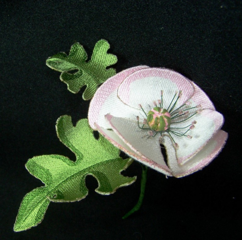 Pink Poppy