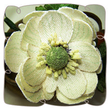 White Anemone