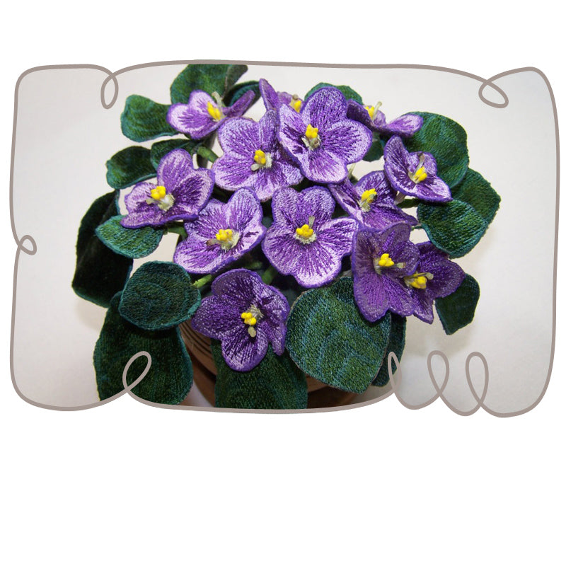Purple African Violets
