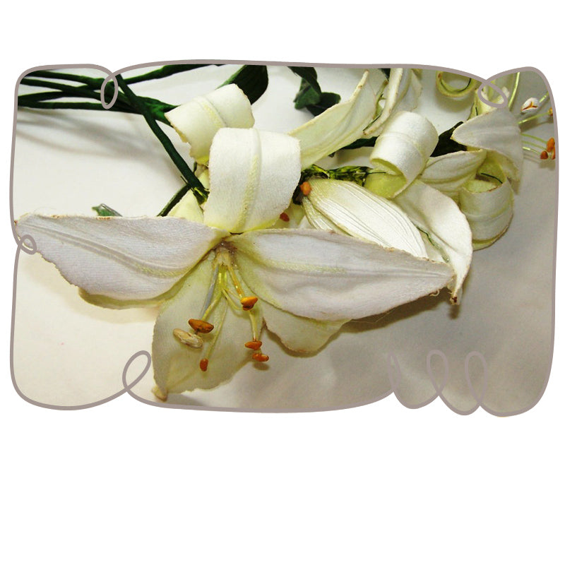 St Joseph Lily