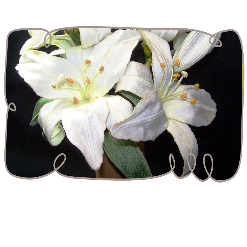 St Joseph Lily
