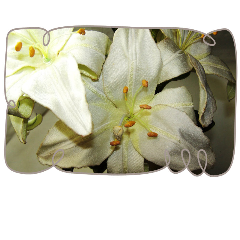 St Joseph Lily