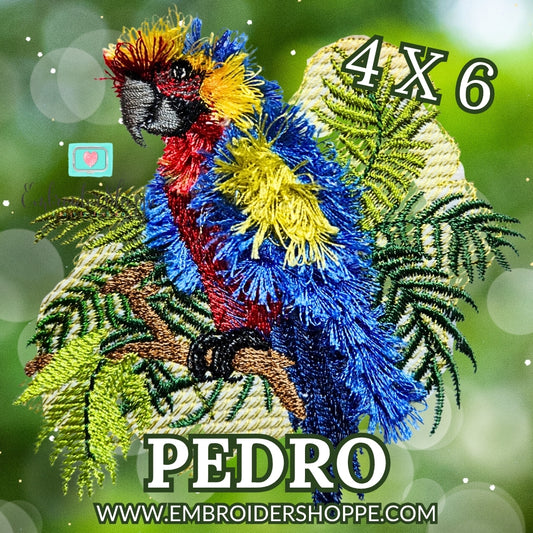 4 x 6 Pedro