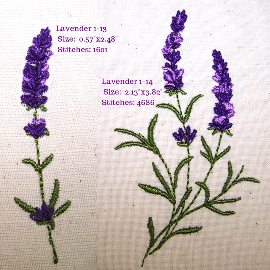 Lavender Fields 1