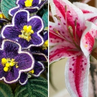 Stargazer and African Violet  FILE