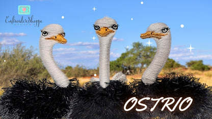 6 x 10 Ostrio