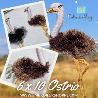 6 x 10 Ostrio