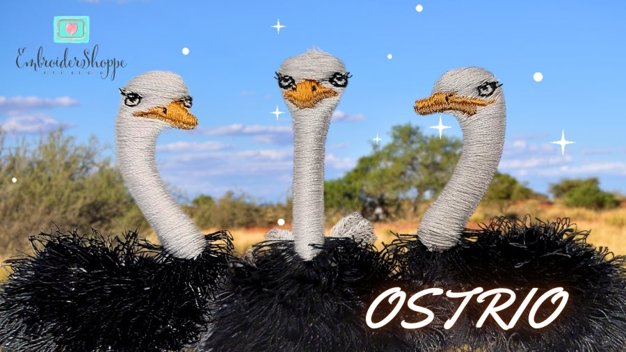 5 x 7 Ostrio