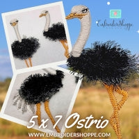 5 x 7 Ostrio