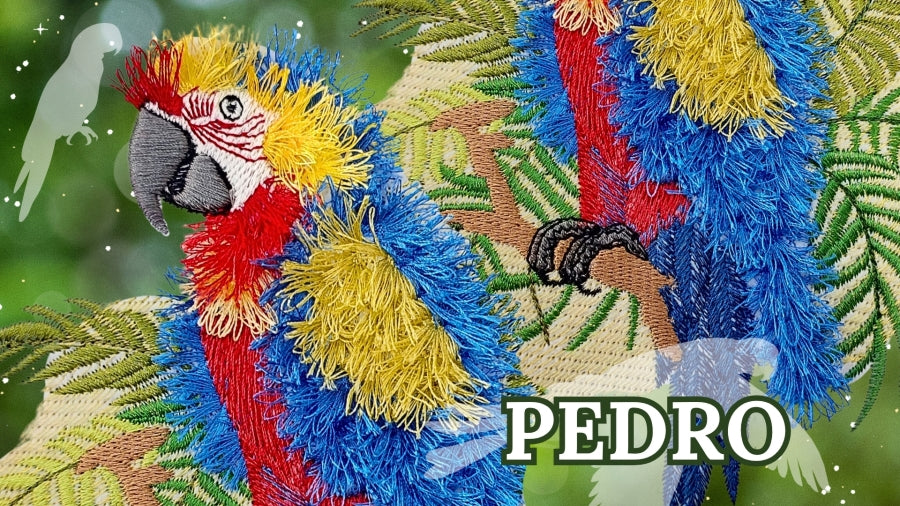 6 x 10 Pedro