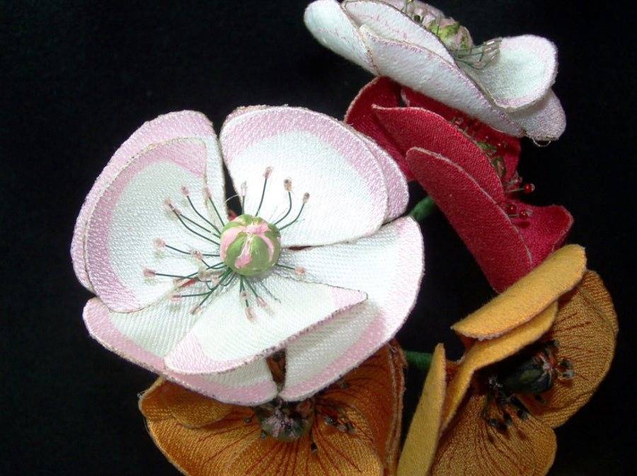 Pink Poppy