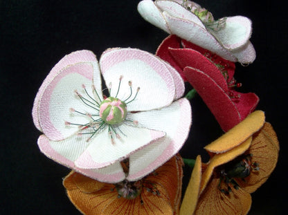 Pink Poppy