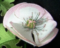 Pink Poppy