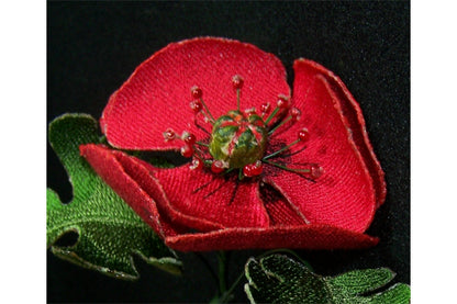 Red Poppy