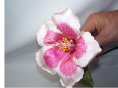 Pink Hibiscus