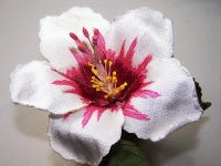 White Hibiscus