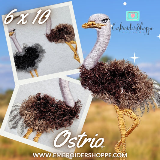 6 x 10 Ostrio