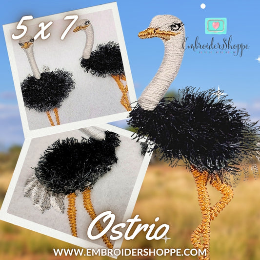 5 x 7 Ostrio