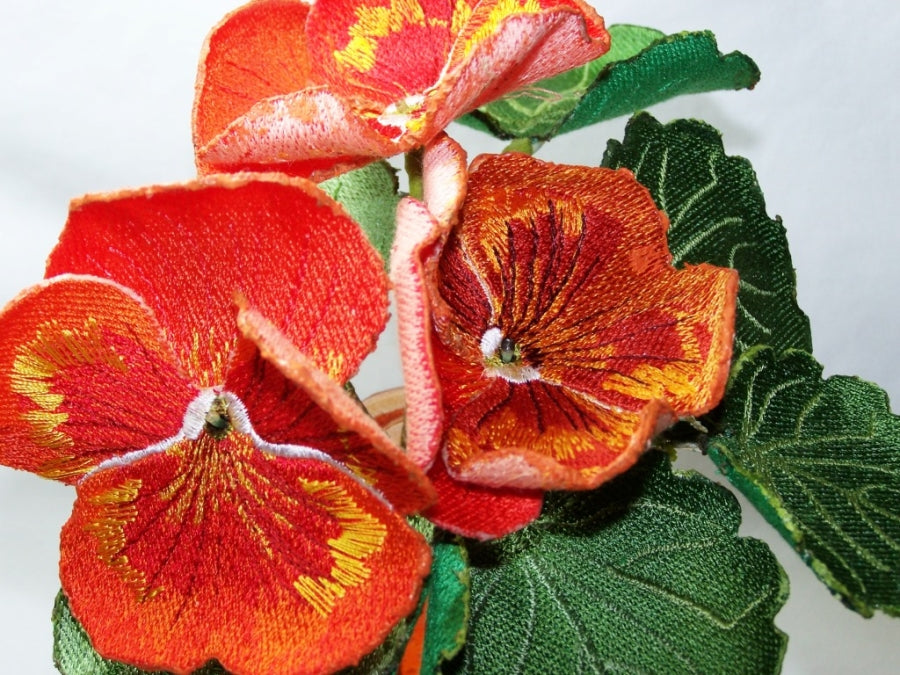 Orange Pansy