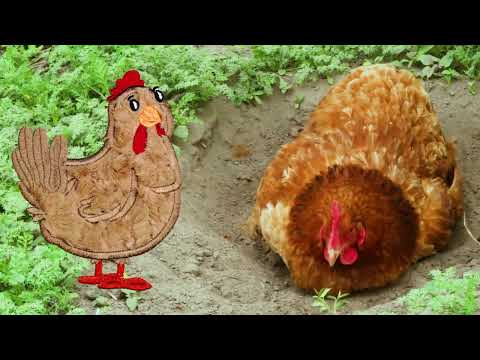 Furry Rooster Set